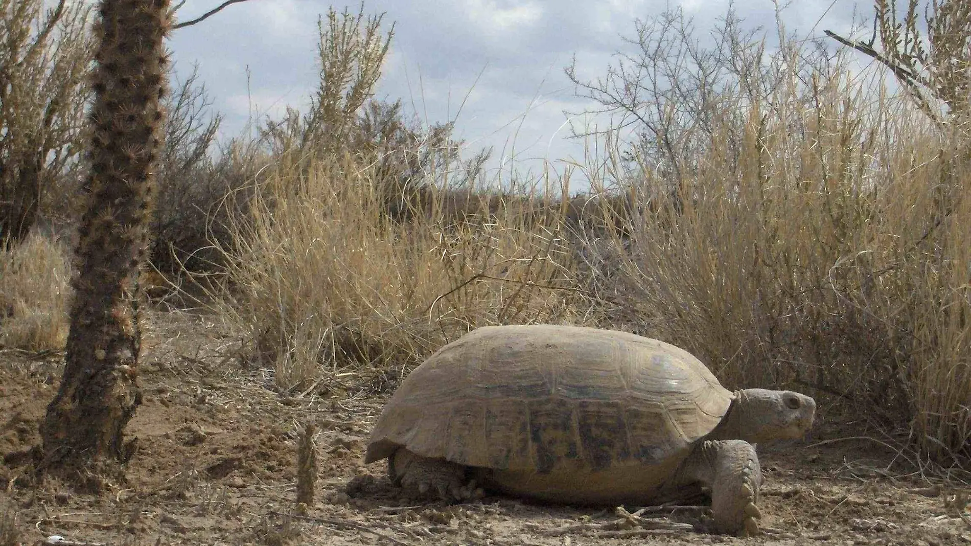 tortuga de mapimí wikipedia